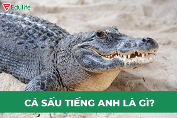 cá-sấu-tiếng-anh-là-gì