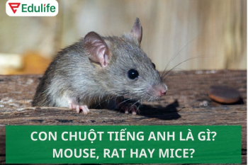 Con chuột tiếng Anh là gì? Phân biệt mouse, rat, mice