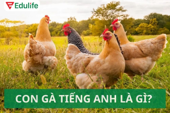 Con gà tiếng Anh là gì? Các thành ngữ về chicken trong tiếng Anh