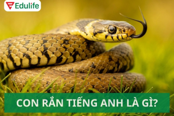 Con rắn tiếng Anh là gì? 25+ thành ngữ tiếng Anh về con rắn 